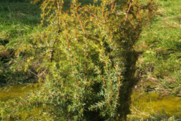 Juniperus communis Jeneverbes bestellen
